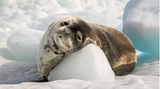 Seelöwe ruht sich im Eis aus