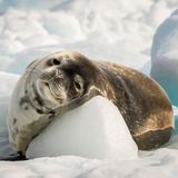 Seelöwe ruht sich im Eis aus