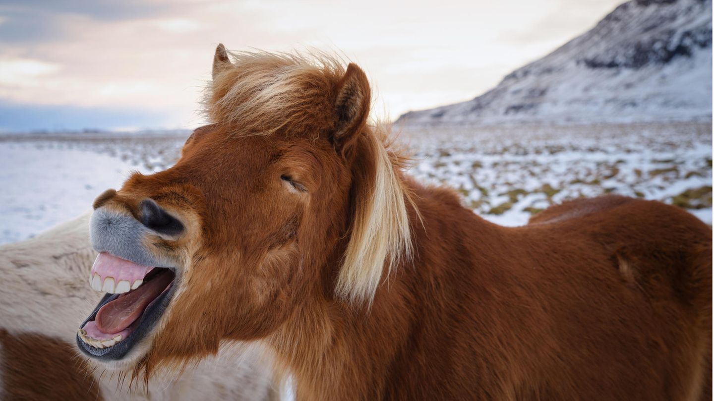 Lachendes PFerd auf Island