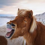 Lachendes PFerd auf Island