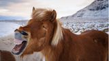 Lachendes PFerd auf Island