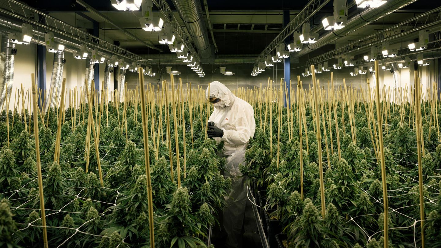 Hanf-Legalisierung: Der Staat, mein Dealer? Wie Deutschland seinen Cannabis-Bedarf decken sollte – und wie besser nicht