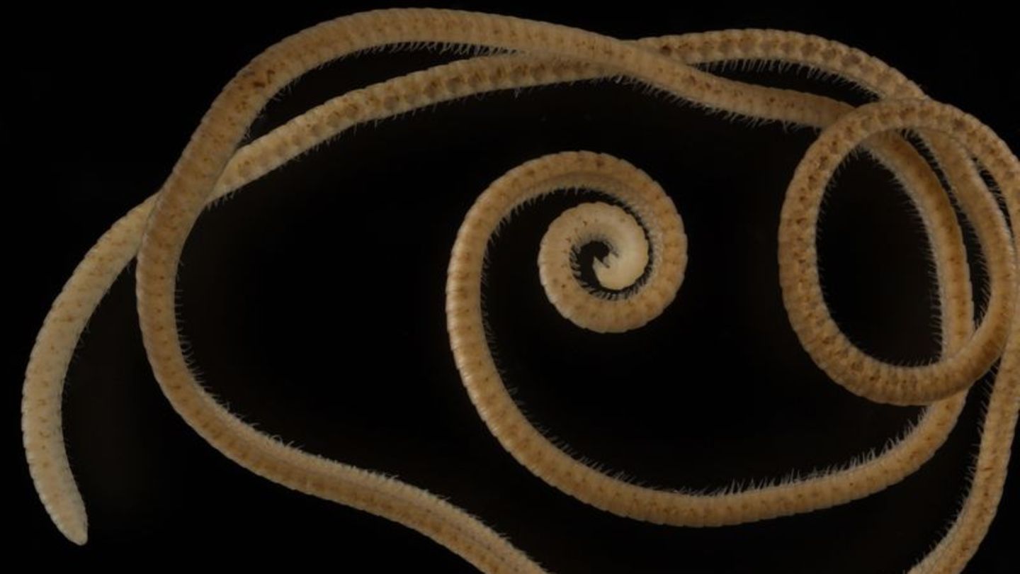 Tausendfüßer mit mehr als 1000 Füßchen