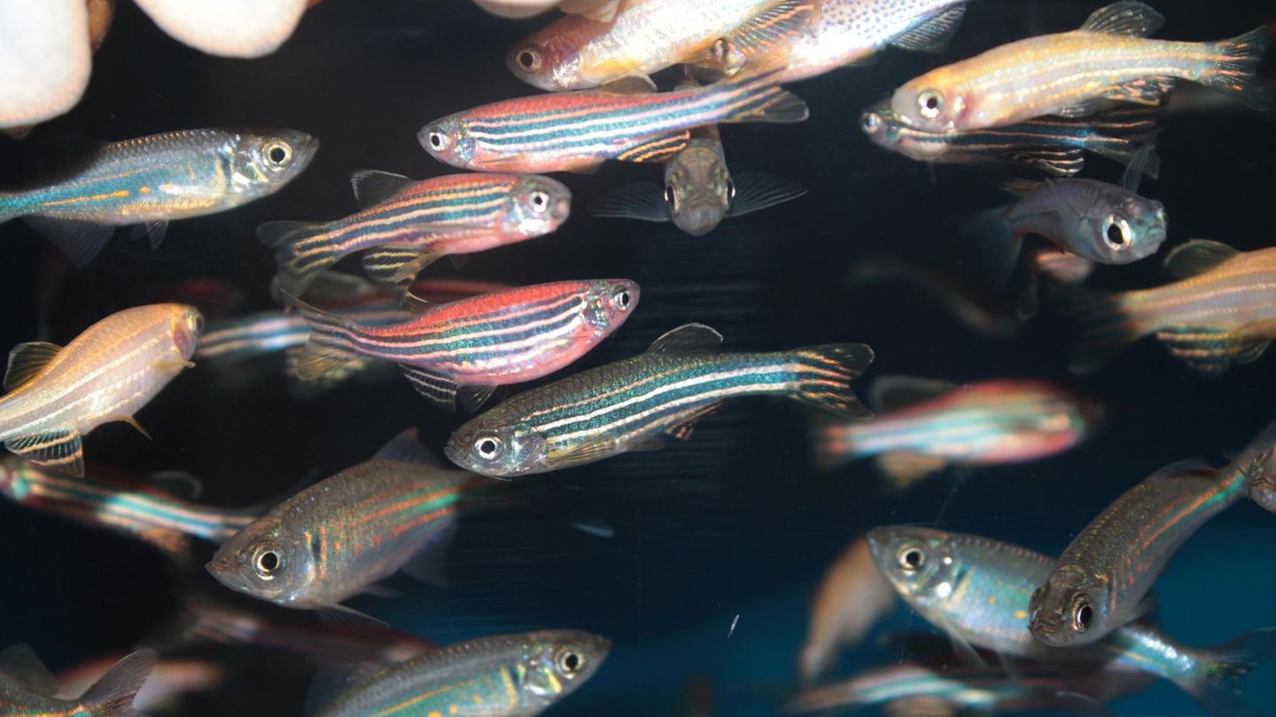Zebrafish (Danio rerio) aquarium fish