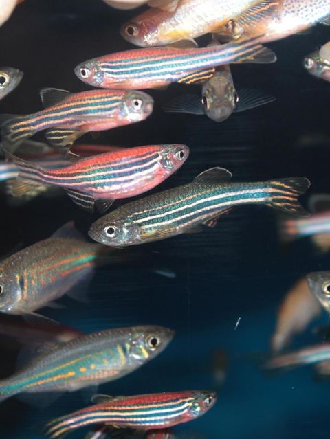 Zebrafish (Danio rerio) aquarium fish