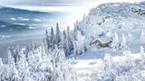 Winterlandschaft im Bayerischen Wald