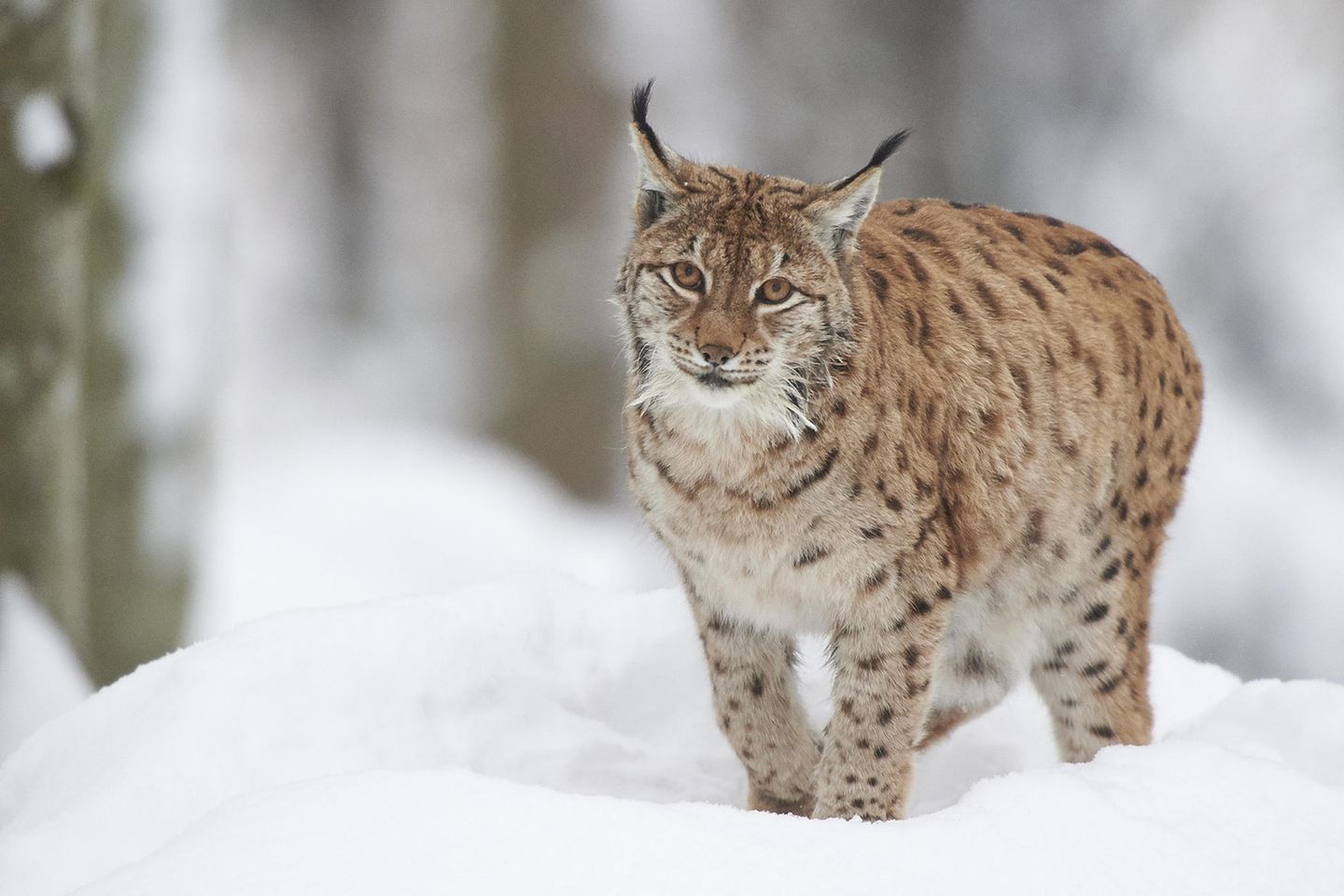 Luchse im Bayerischen Wald Eurasischer Luchs im Schnee