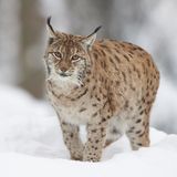 Eurasischer Luchs im Schnee