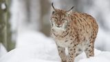 Eurasischer Luchs im Schnee