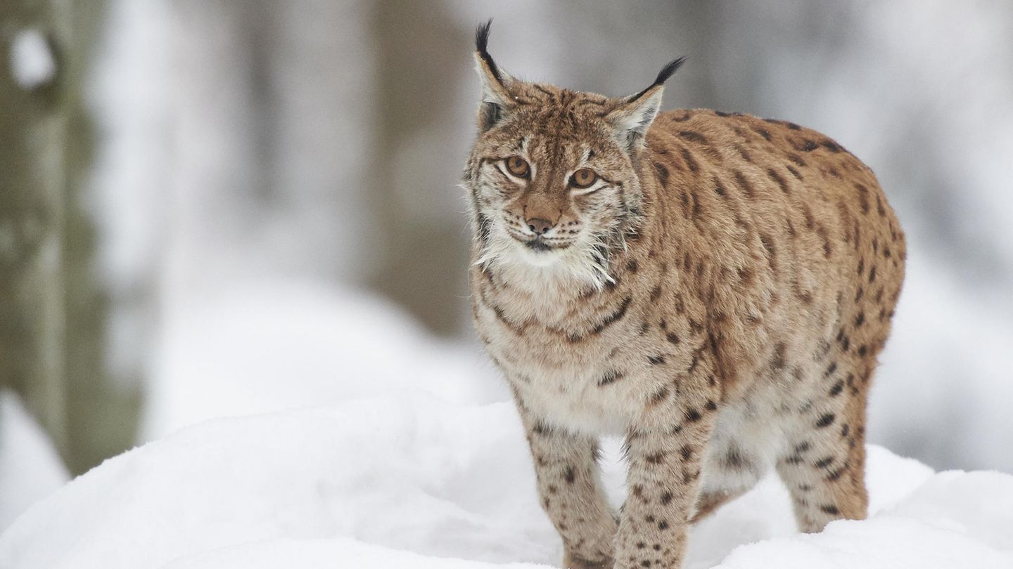 Luchse im Bayerischen Wald Eurasischer Luchs im Schnee
