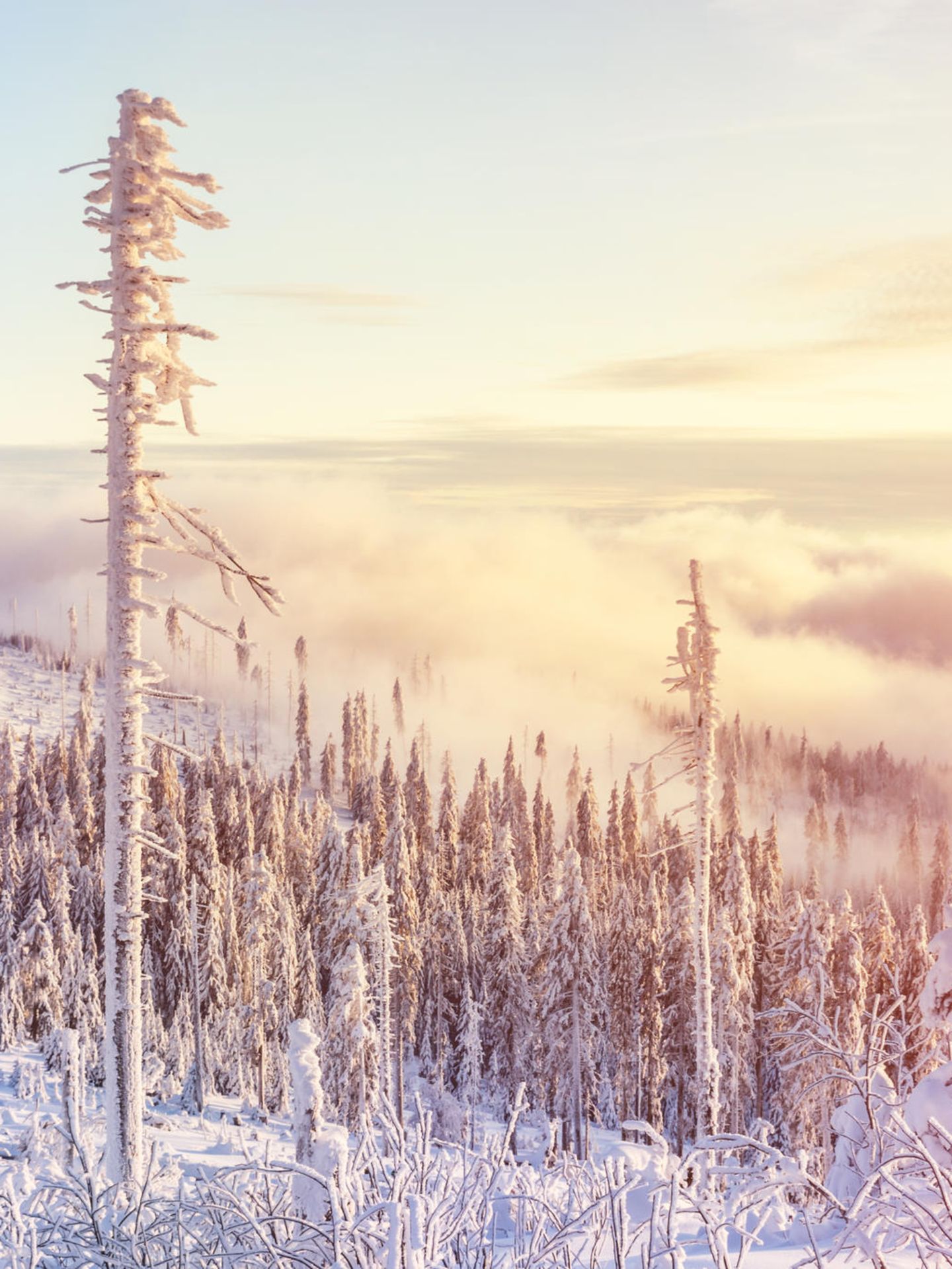 Aufziehender Nebel im winterlichen Bayerischen Wald