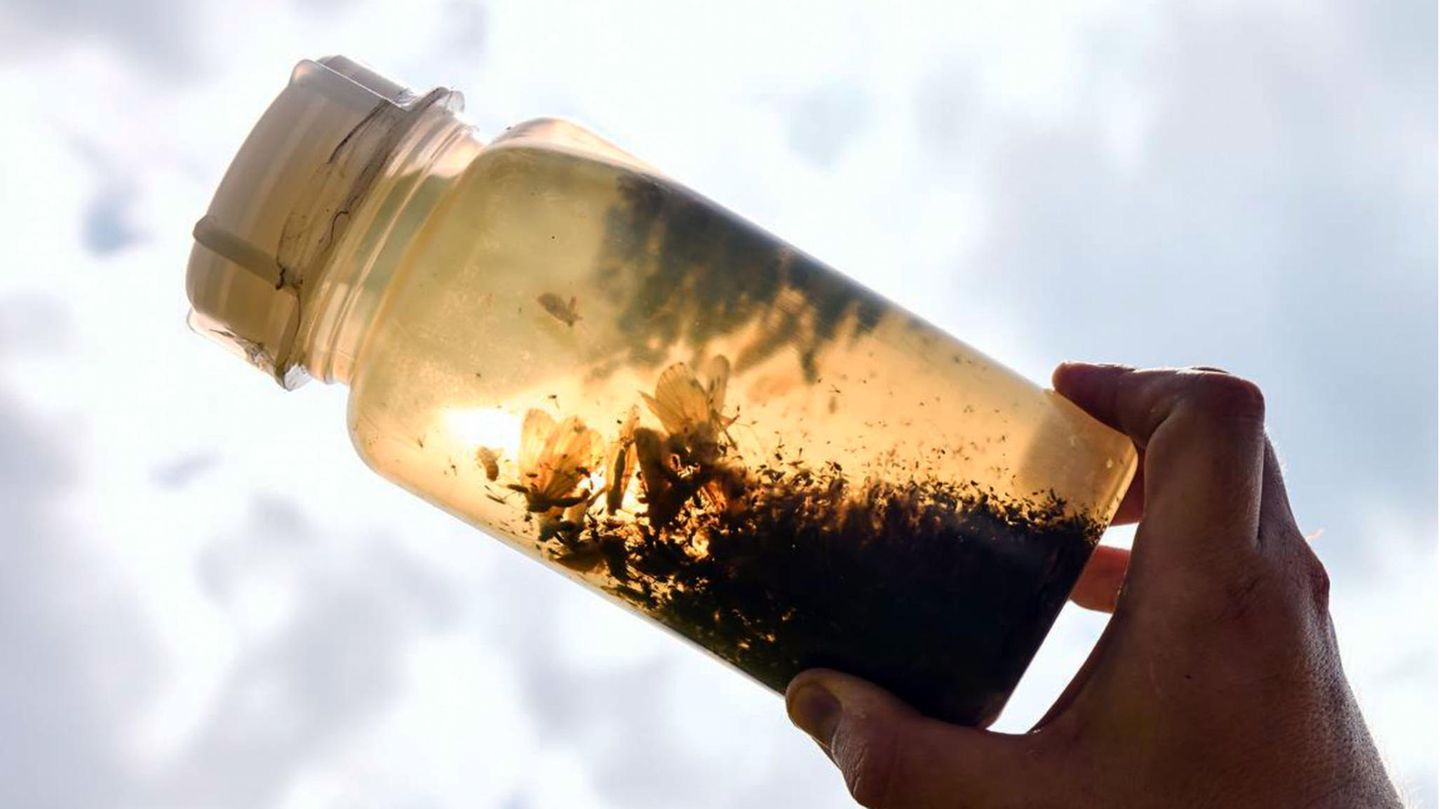 Insektenfang in einer Flasche