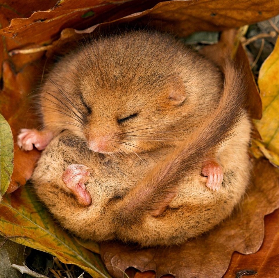 Hazel Dormouse (Muscardinus avellanarius) hibernating amongst leaves and acorns. Leicestershire, UK, October.
