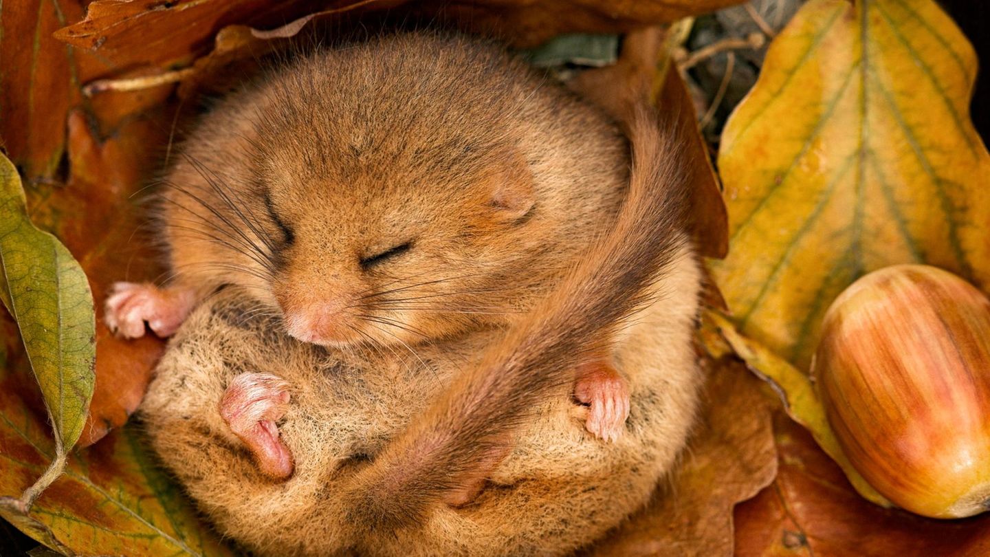 Hazel Dormouse (Muscardinus avellanarius) hibernating amongst leaves and acorns. Leicestershire, UK, October.