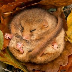 Hazel Dormouse (Muscardinus avellanarius) hibernating amongst leaves and acorns. Leicestershire, UK, October.