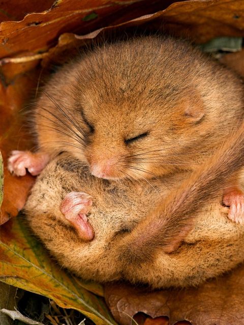 Hazel Dormouse (Muscardinus avellanarius) hibernating amongst leaves and acorns. Leicestershire, UK, October.