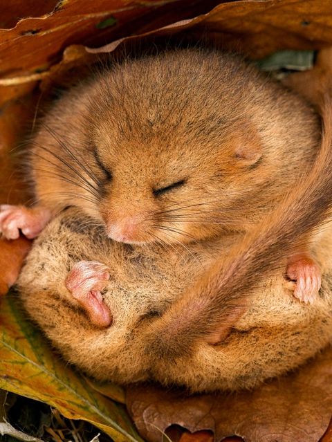 Haselmaus im Winterschlaf