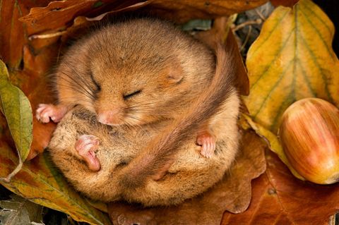 Hazel Dormouse (Muscardinus avellanarius) hibernating amongst leaves and acorns. Leicestershire, UK, October.