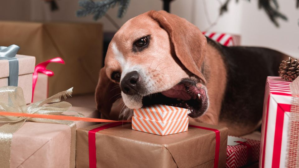 Hund frisst ein kleines Päckchen unter dem Weihnachtsbaum