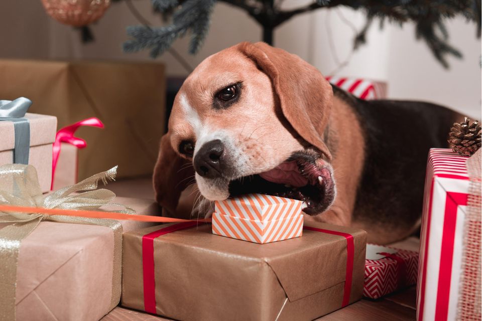 Hund frisst ein kleines Päckchen unter dem Weihnachtsbaum
