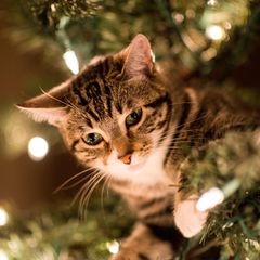 Katze im Weihnachtsbaum