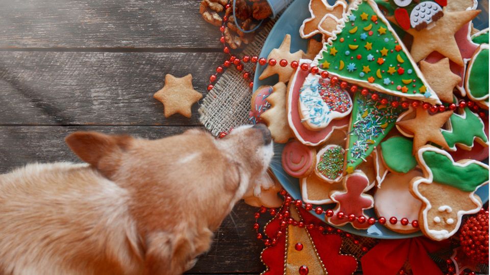 Hund schnuppert an Weihnachtskeksen