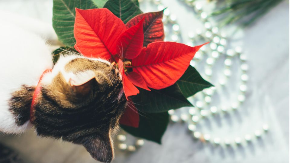 Katze schnuppert an einem Weihnachtsstern