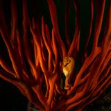 Seepferdchen-Zuflucht