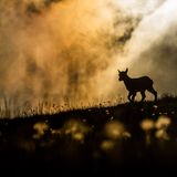 Wunderschöne Einsamkeit