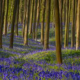 Glockenblumen und Buchen