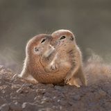 Aus dem Leben der Ziesel