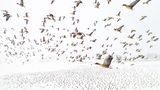 Flug der Zugvögel