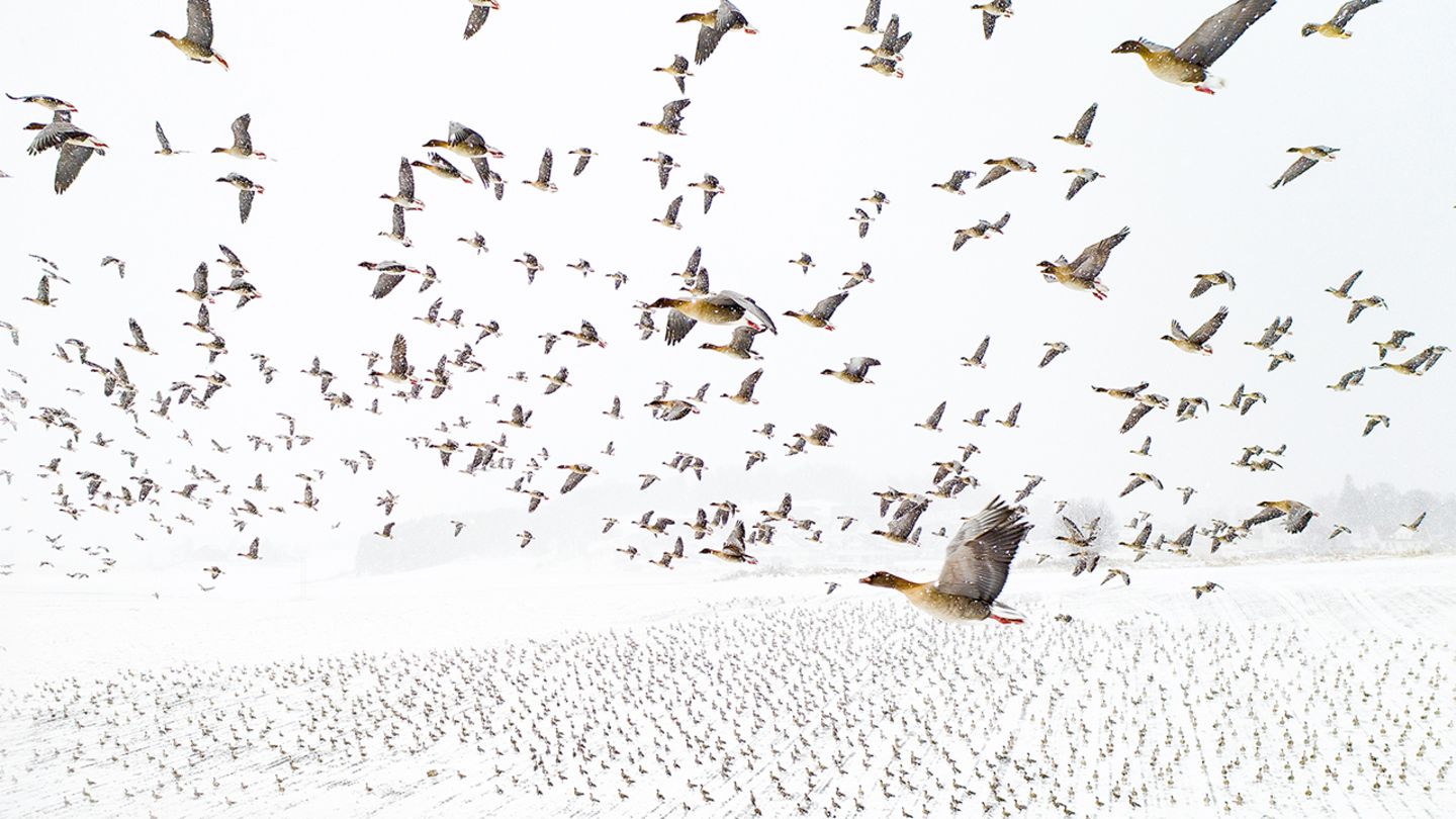 Flug der Zugvögel