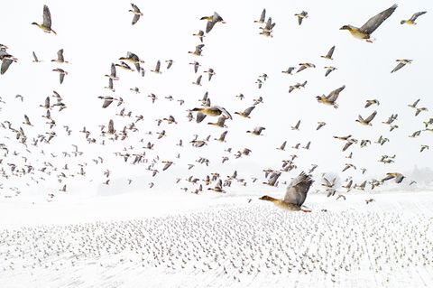 Flug der Zugvögel