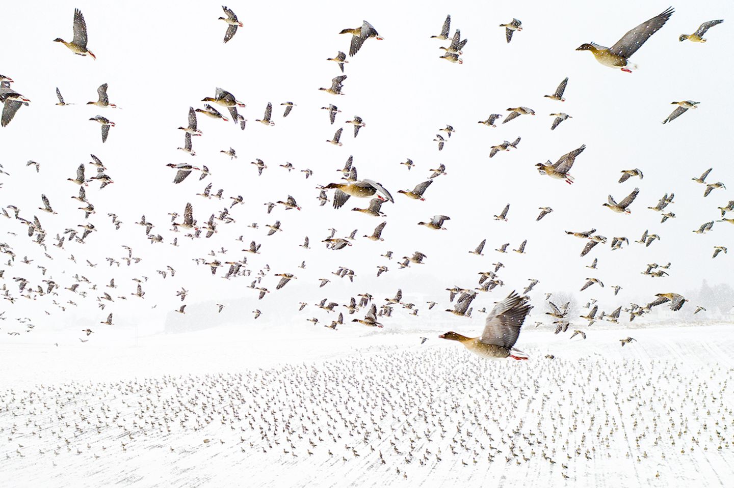 Flug der Zugvögel