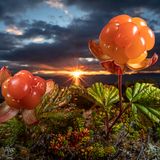 Essbares Gold der Arktis