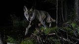 Junger Wolf