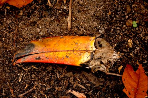 Dieser tote Tukan gehört zu den Opfern der verheerenden Brände 2020 im Pantanal