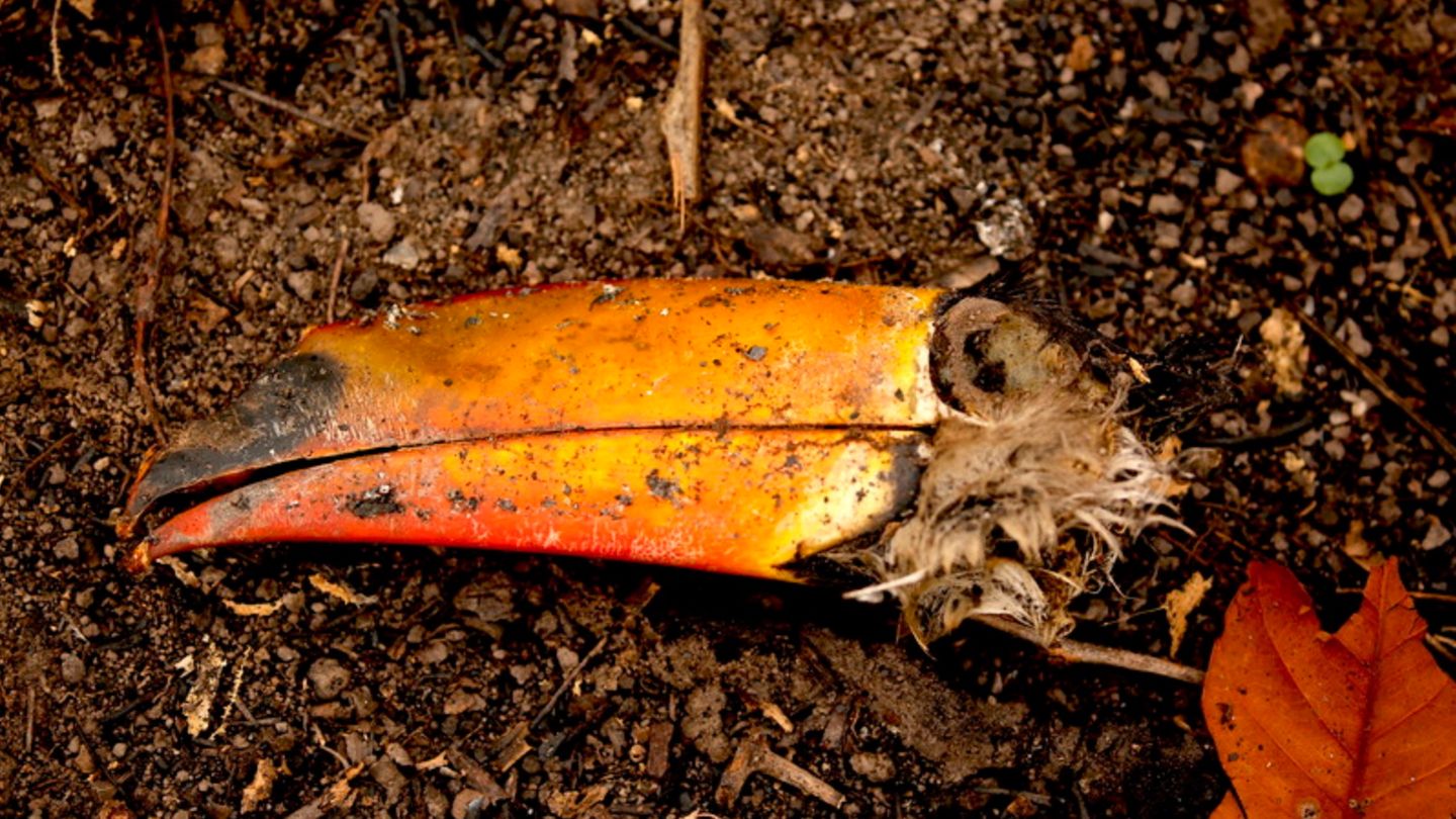 Dieser tote Tukan gehört zu den Opfern der verheerenden Brände 2020 im Pantanal