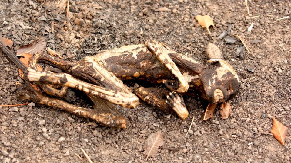Kapuzineraffe Die Überreste eines Kapuzineraffens im südamerikanischen Pantanal – 2020 seien hier zwischen Januar und November mehr als 39 000 Quadratkilometer von Bränden betroffen gewesen
