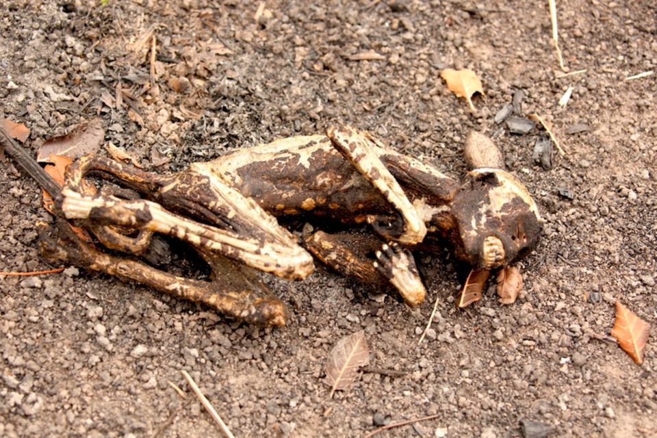 The remains of a capuchin monkey in the South American Pantanal - in 2020 more than 39,000 square kilometers were affected by fires between January and November