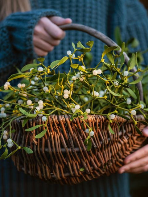 Voller Symbolik: Das Küssen unter Mistelzweigen gehört zu den Weihnachtsbräuchen etwa in England und den USA