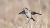 27.12.2021  Kamera: Nikon d500 mit Sigma 150-600mm iso 320 1/600 f 6.3 Zeitautomatik