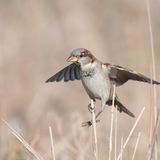 27.12.2021  Kamera: Nikon d500 mit Sigma 150-600mm iso 320 1/600 f 6.3 Zeitautomatik