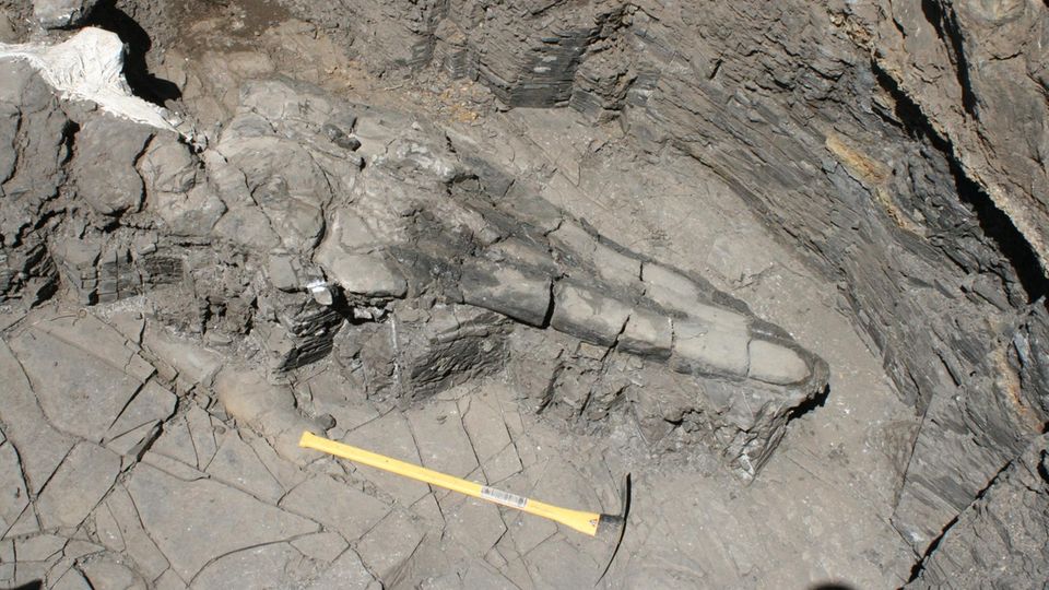 Versteinerter Schädel eines Ichthyosauriers in den USA