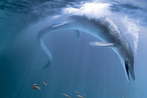 Darstellung eines Ichthyosauriers unter Wasser