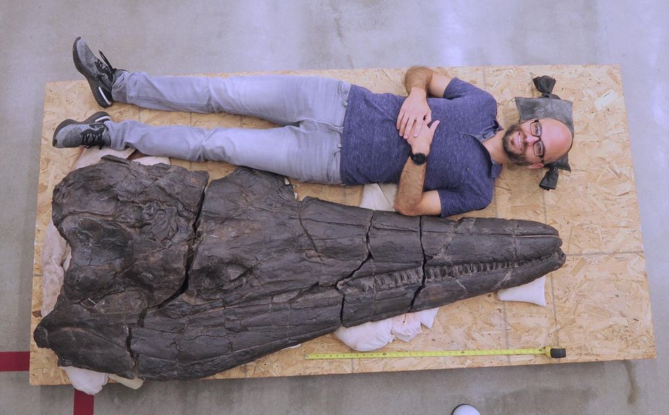 Ichthyosaurier und Mensch im Größenvergleich