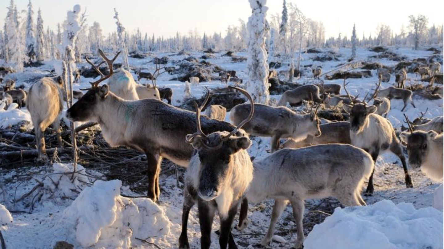 Herde Rentiere im verschneiten Lappland