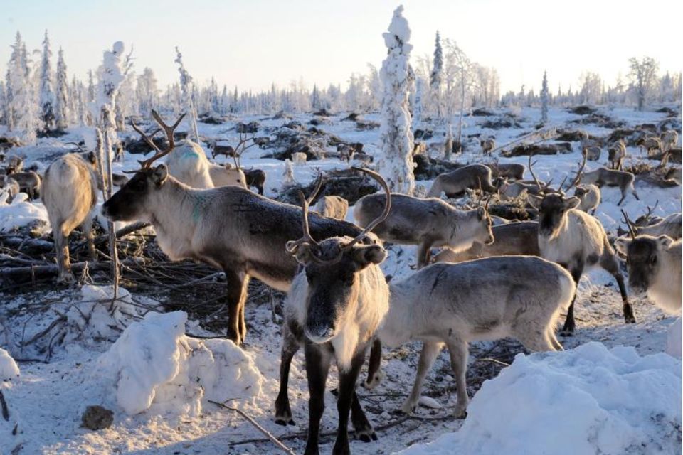 Herde Rentiere im verschneiten Lappland