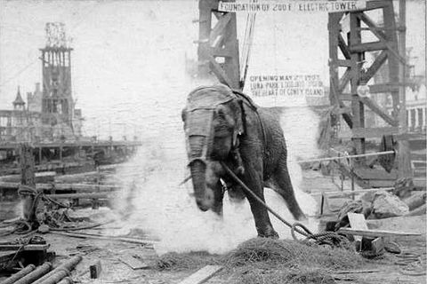 Tod durch Stromschläge: Am 4. Januar 1903 wurde die Elefantenkuh Topsy öffentlich hingerichtet